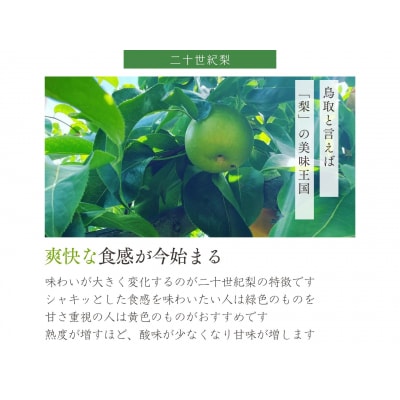 鳥取県産 梨 優品 ご自宅用 二十世紀梨 5kg