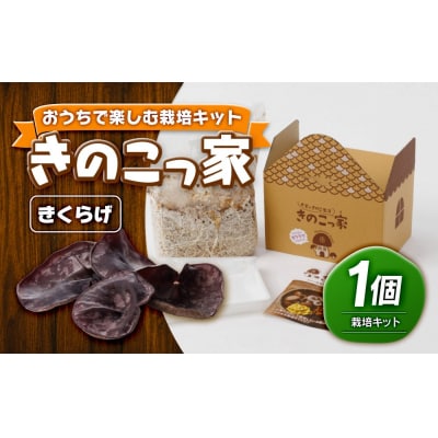 おうちで楽しむ栽培キット「きのこっ家」　きくらげ　