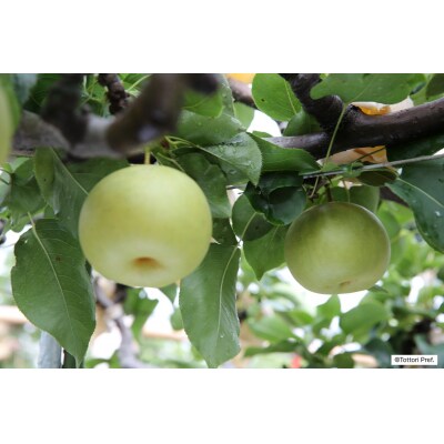 きしだ農園 二十世紀梨 進物5kg