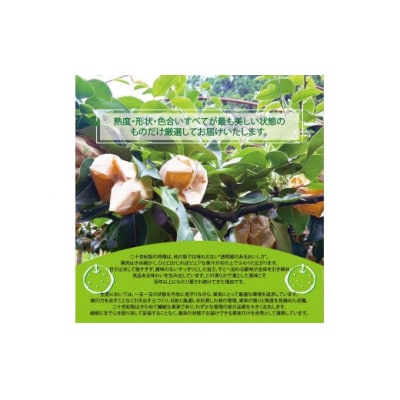 東商果樹園 二十世紀梨(赤秀)3kg