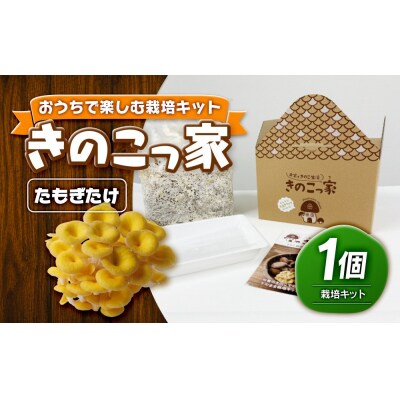 おうちで楽しむ栽培キット「きのこっ家」　たもぎたけ