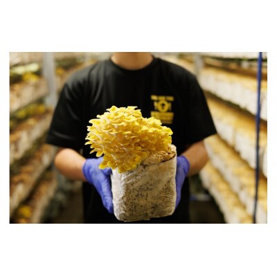 おうちで楽しむ栽培キット「きのこっ家」　たもぎたけ