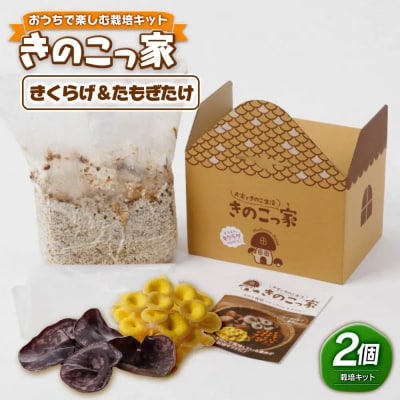 おうちで楽しむ栽培キット「きのこっ家」2種セット　きくらげ×たもぎたけ