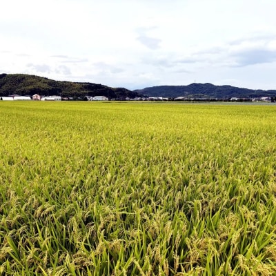 <令和7年産>大上農園のきぬむすめ(無洗米・5kg)