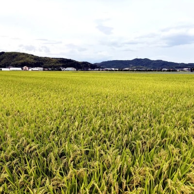 <令和7年産>大上農園のきぬむすめ(精米・10kg) 