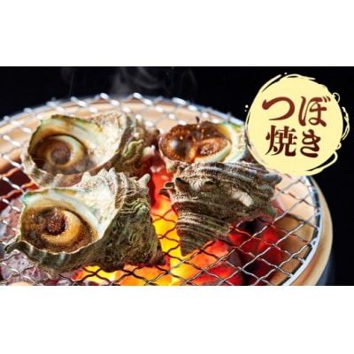 <土日祝着><1月上旬～2月上旬頃順次配送>あわび・さざえ詰合せ(2種)