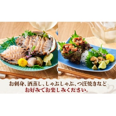 <土日祝着><1月上旬～2月上旬頃順次配送>あわび・さざえ詰合せ(2種)