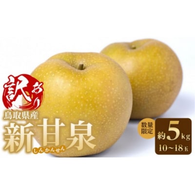 訳あり 数量限定 鳥取県産 新甘泉(しんかんせん) 約5kg (10～18玉)