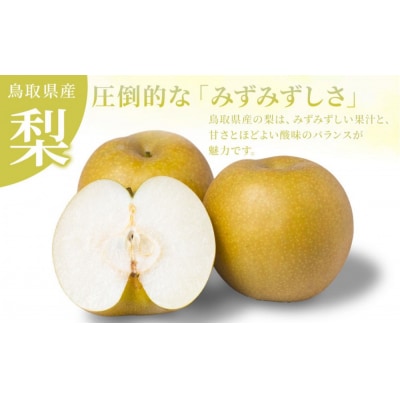訳あり 数量限定 鳥取県産 新甘泉(しんかんせん) 約5kg (10～18玉)