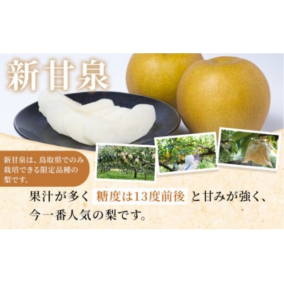 訳あり 数量限定 鳥取県産 新甘泉(しんかんせん) 約5kg (10～18玉)