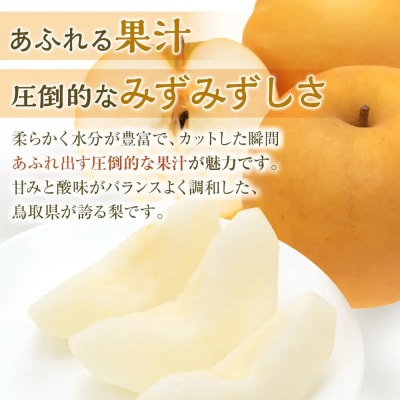 訳あり 数量限定 鳥取県産 新興梨(しんこうなし) 約5kg (8～15玉)
