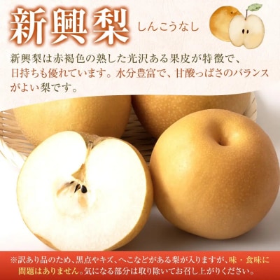 訳あり 数量限定 鳥取県産 新興梨(しんこうなし) 約5kg (8～15玉)