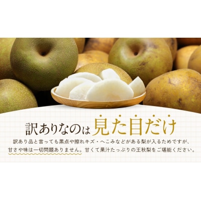 訳あり 数量限定 鳥取県産 王秋梨(おうしゅうなし) 約5kg (7～15玉)