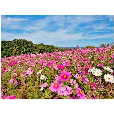 万博記念公園特別利用券　B:リビングパークコース