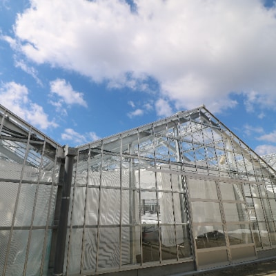 ココワークの水耕栽培野菜(約500g)ゆず人参ドレッシング付　《栽培期間中 農薬不使用》