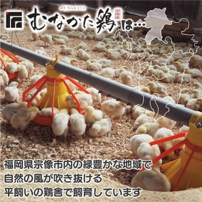 宗像産ブランド鶏【むなかた鶏】ムネ肉6kg(平飼い)【JAほたるの里】_HA1418