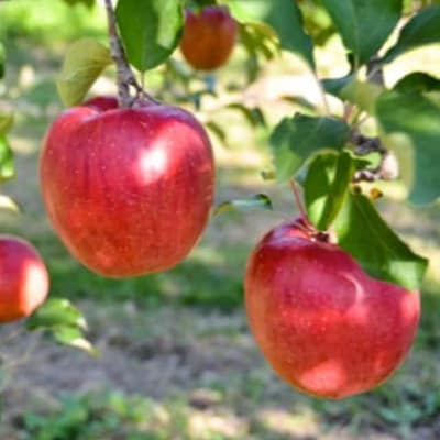 まるごとりんごジュース信州産100%りんごジュース6本入