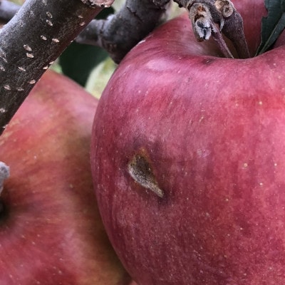 2023年!希少なりんご【華宝】訳あり家庭用　約5kg