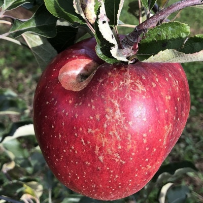 2023年!希少なりんご【華宝】訳あり家庭用　約5kg