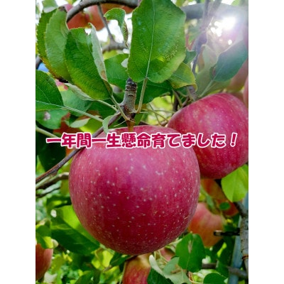 真田の里　上田市産　サンふじりんご　5kg　