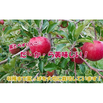 【長野県産】ご家庭用サンふじりんご約10kg