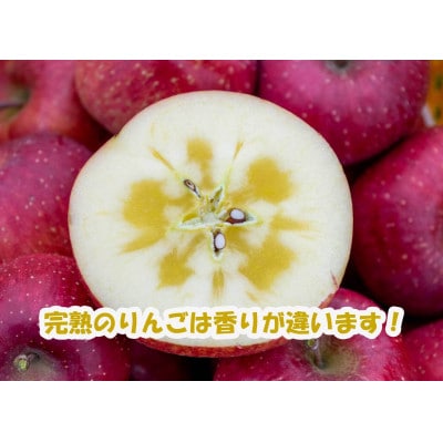【長野県産】ご家庭用サンふじりんご約10kg