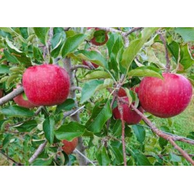 シャキシャキ葉とらずふじりんご3kg(5～12玉)【長野県産】【11月上旬より発送】