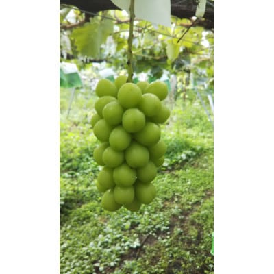 贅沢ぶどうジュースセット　各500ml/合計2本