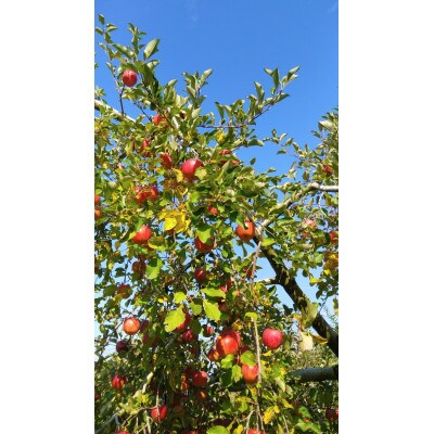 サンふじ 約10kg(26～40玉) 2段 ご家庭用