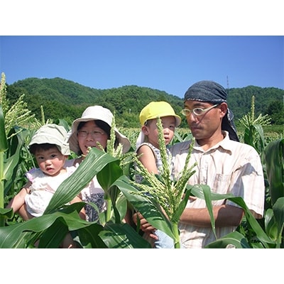 【驚きの甘さ!新鮮フルーツとうもろこし】4.2kg入(12～14本)