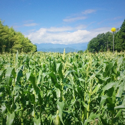 生でも美味しい!甘旨フルーツとうもろこし6本