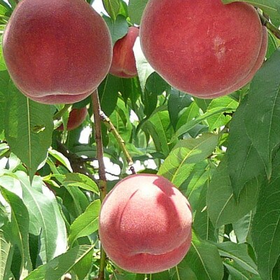 長野県産桃　高糖度13度以上の旬の桃を選んでお届け　あかつき　なつっこ　川中島白桃などから7～8玉