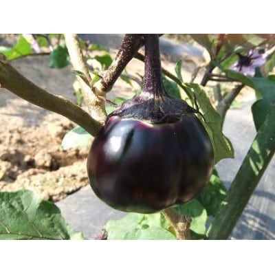 【信州伝統野菜】小布施丸なす 9個
