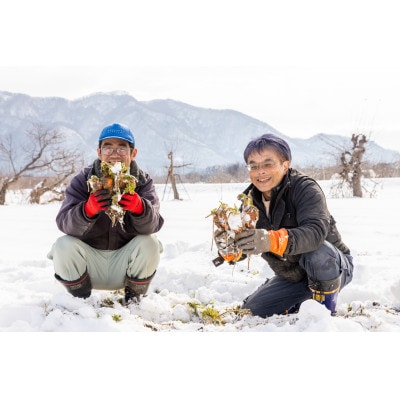 【有機JAS認証取得】有機雪下にんじんジュース 720ml×4本