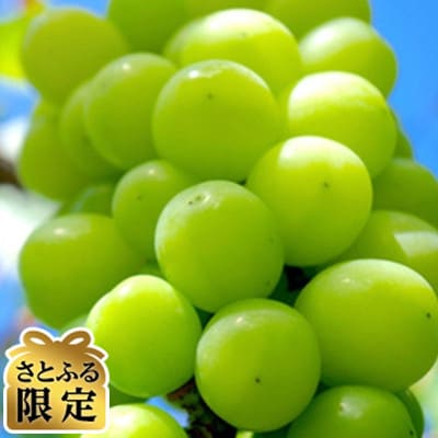 【さとふる限定】【数量限定】長野県産 家庭用シャインマスカット 約1.8kg箱