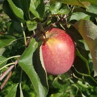 シナノスイート 家庭用 約3kg 7~10玉