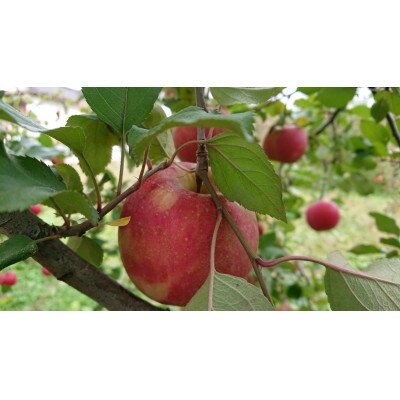 家庭用 葉とらず 信州りんご サンふじ 約3kg 長野県産