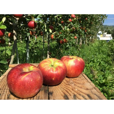 家庭用 葉とらず 信州りんご 秋映 約4.5kg 長野県産