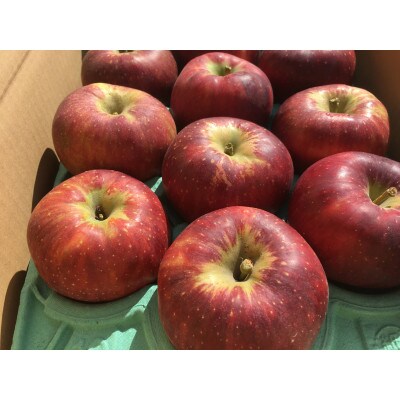 家庭用 葉とらず 信州りんご 秋映 約2.5kg 長野県産