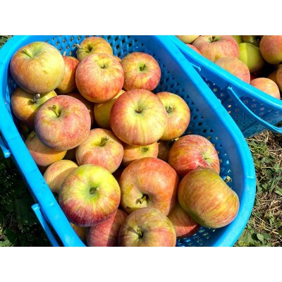 【家庭用】シナノリップ 約9kg(26-40玉)甘くてジューシーな夏りんご
