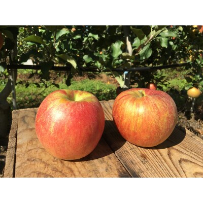 家庭用 葉とらず 信州りんご シナノスイート 約4.5kg 長野県産