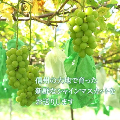 【長野県産】贈答用シャインマスカット1kg