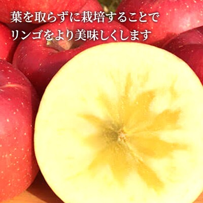 【葉とらず栽培】 長野県産 サンふじ 約3kg 6～12玉