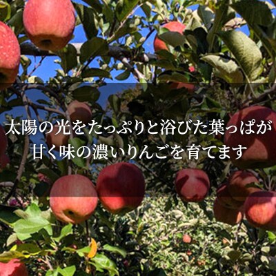 【葉とらず栽培】 長野県産 サンふじ 約3kg 6～12玉