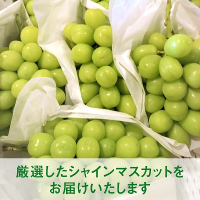 厳選シャインマスカット2kg(3房～4房)【長野県産】