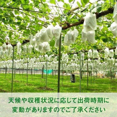 厳選シャインマスカット2kg(3房～4房)【長野県産】