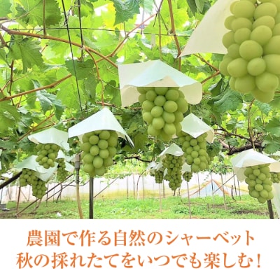 農園で作る自然のアイス!大粒シャインマスカット&ナガノパープル 急速冷凍で鮮度そのまま
