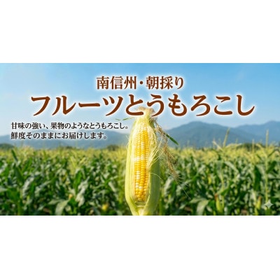 朝採りフルーツとうもろこし　6本