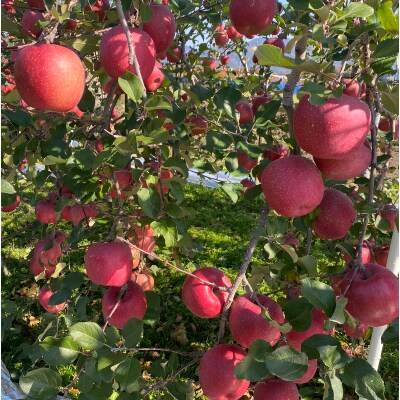 【訳あり品】 長野県産・シナノスイート 5キロ