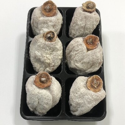 南信州の名産品【市田柿】ご家庭用 180g×8袋セット12月中旬～2月上旬発送